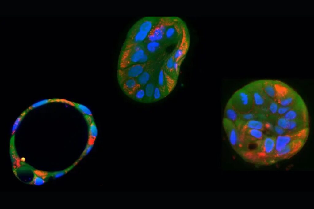 Revolución genética: la edición de ADN mitocondrial abre nuevas puertas para tratar enfermedades incurables