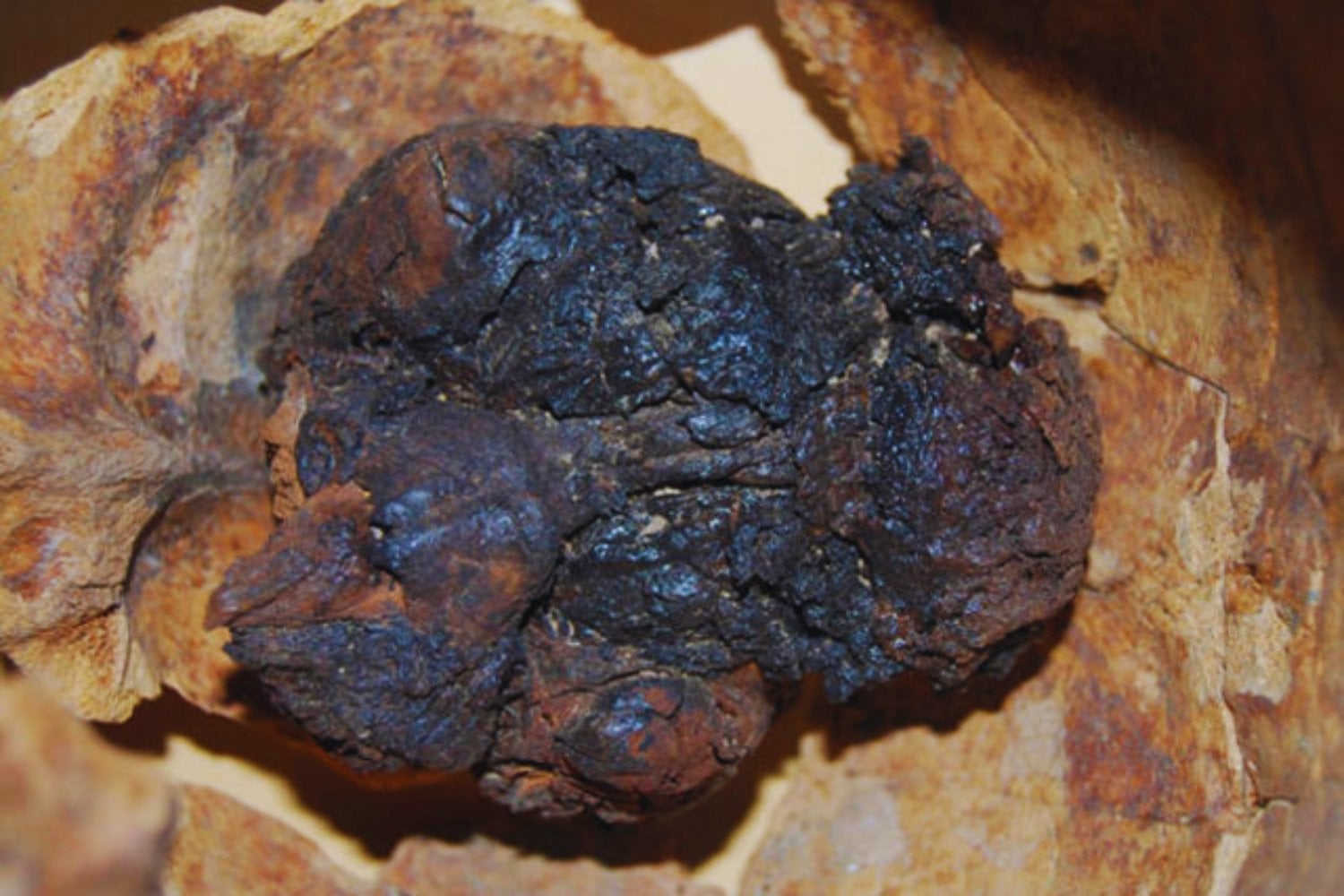 Un cráneo sellado por el fuego: el enigma del cerebro que sobrevivió 4.000 años