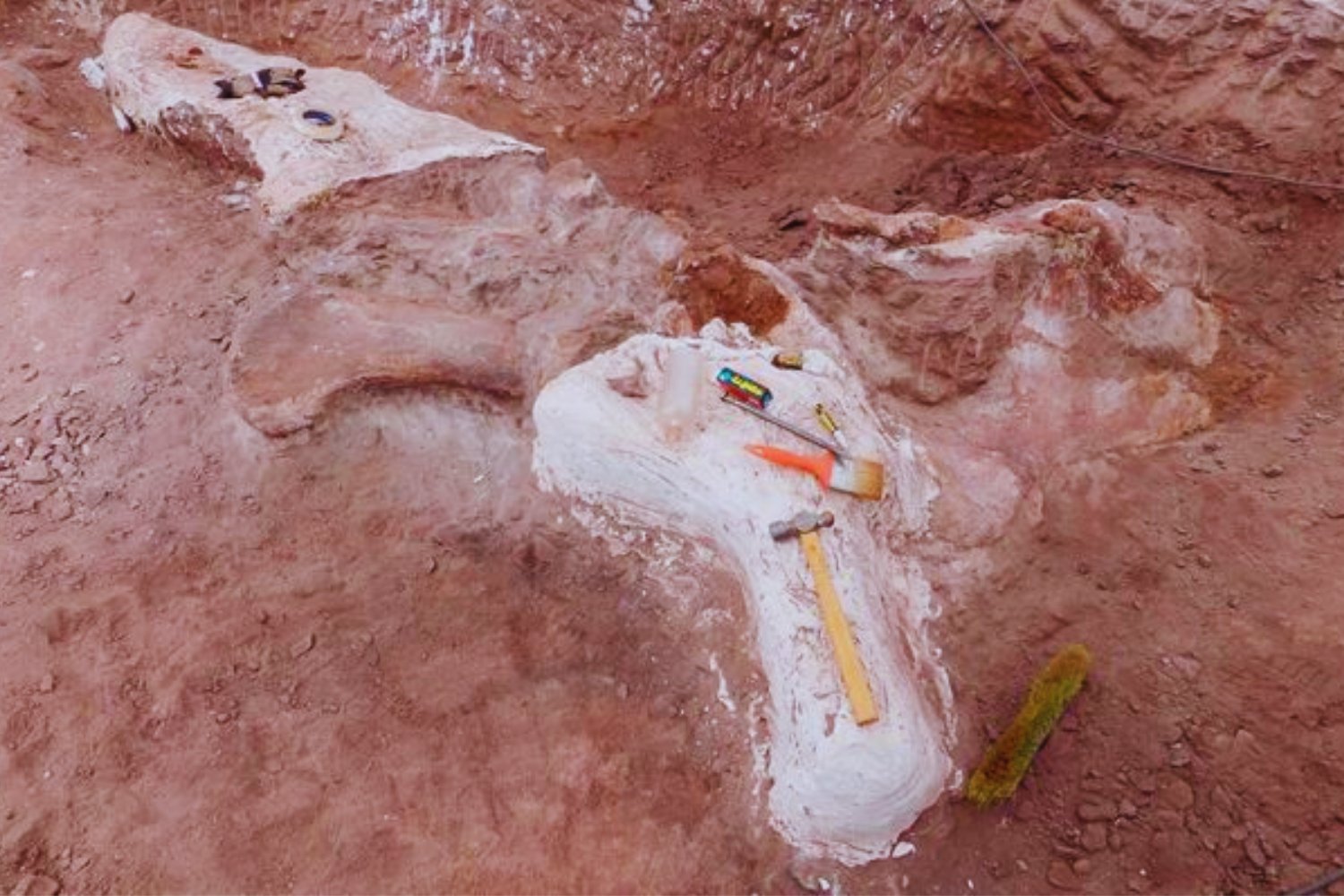 Un gigante sin dueño: la nueva especie de dinosaurio que reescribe la historia de la Patagonia
