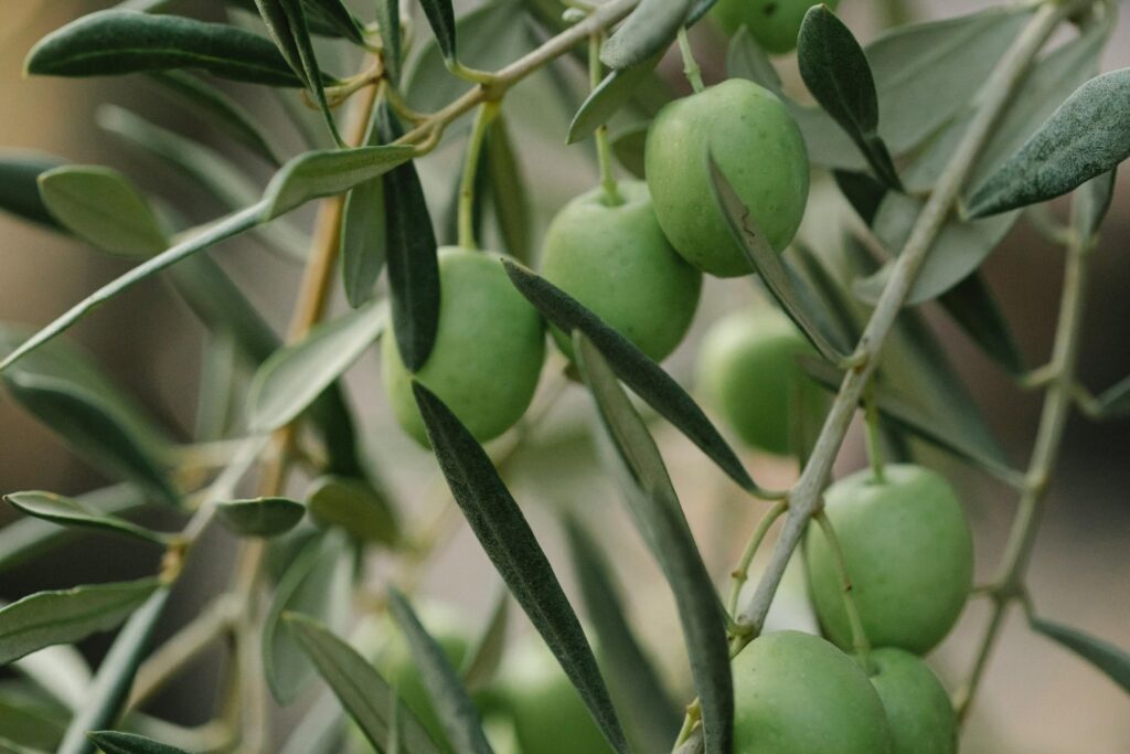 El inesperado aliado contra el CO₂ que surge de un residuo milenario