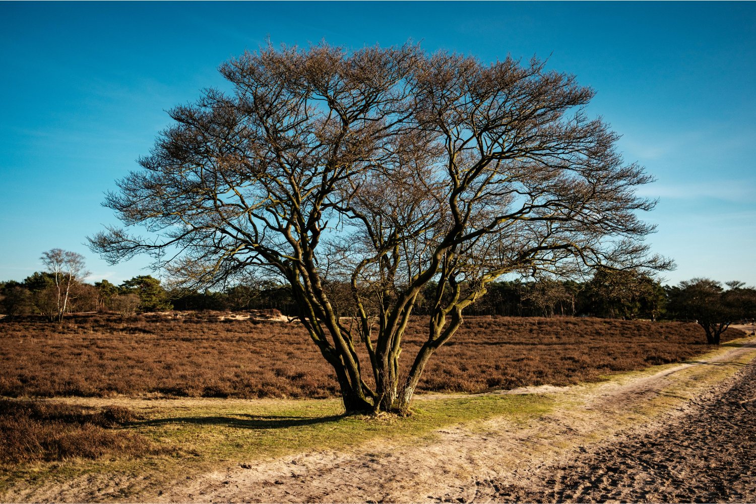 Lo que está secando nuestros bosques en silencio: una amenaza oculta que avanza sin hacer ruido