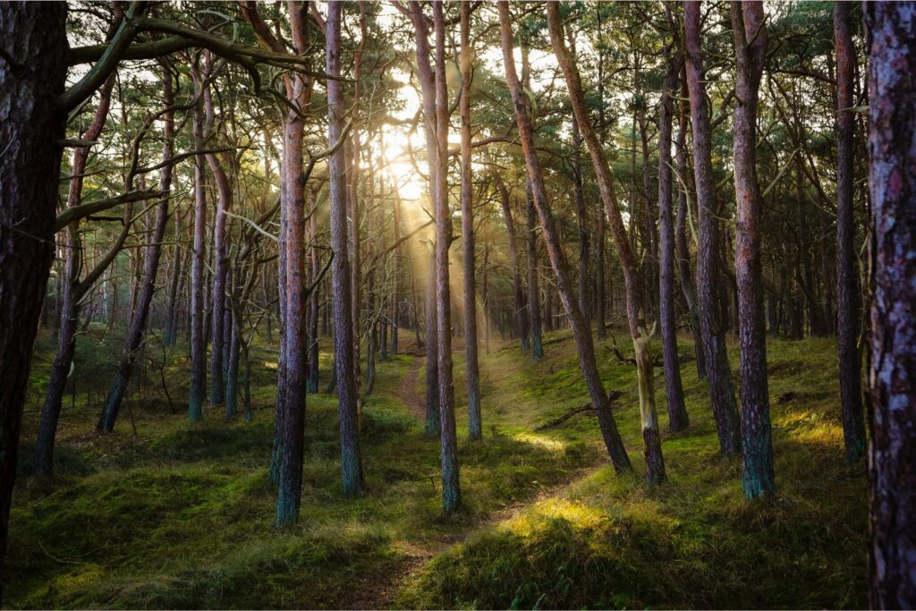 Cuando casi toda la humanidad ve la luz al mismo tiempo: el fenómeno solar que sorprende cada julio