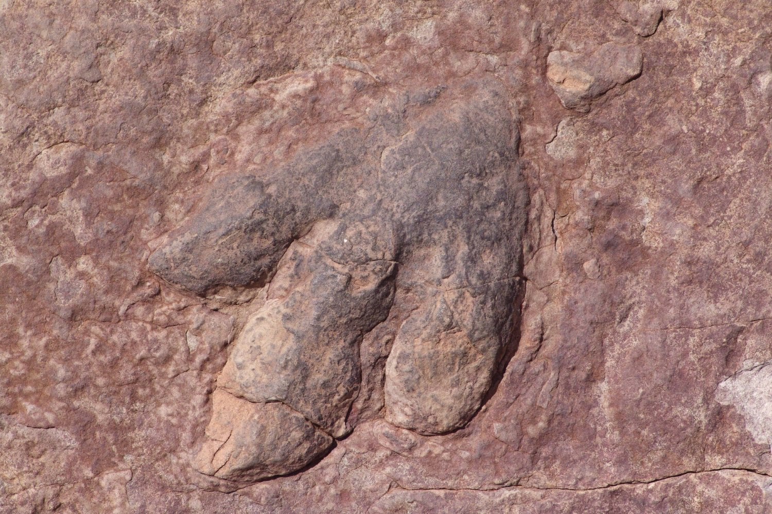 ¿De verdad sabemos cómo eran los dinosaurios? La ciencia tiene la respuesta (y no es lo que imaginas)