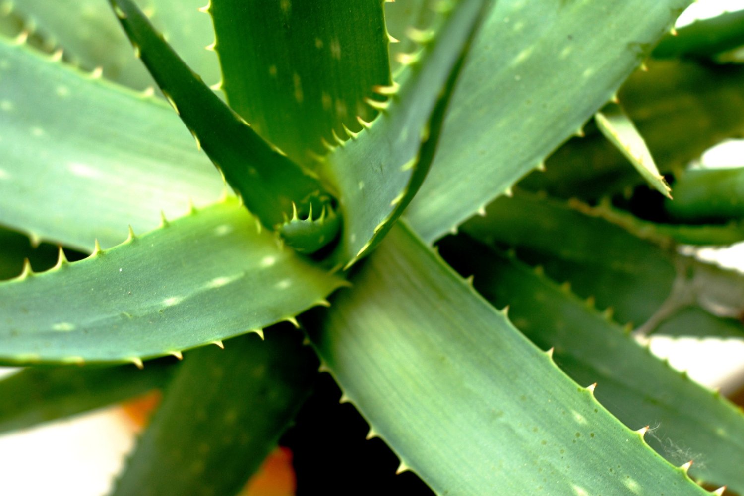 Este verde puede cambiar tu vida: el secreto natural que todos tienen en casa y no aprovechan