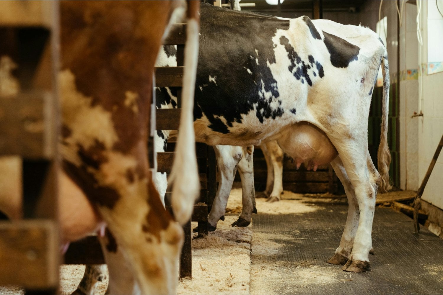 ¿Y si un día abrimos la nevera y la leche ya no está? El impacto oculto del calor extremo