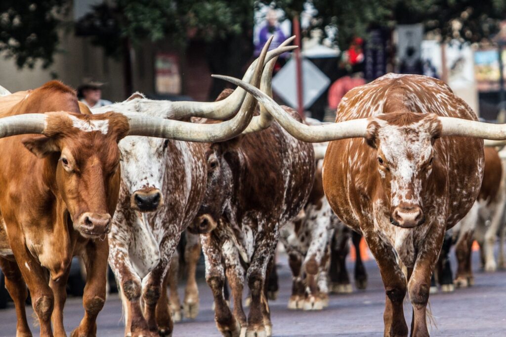 Lo que nadie te contó sobre Hong Kong: encuentros inesperados entre naturaleza y asfalto