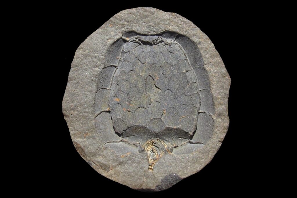 El misterio tras el calor eterno: lo que reveló el colapso de los bosques del pasado