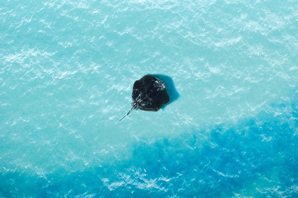 El misterio que emerge del mar: qué hay detrás del inquietante regreso de las mantas gigantes a las playas del Mediterráneo