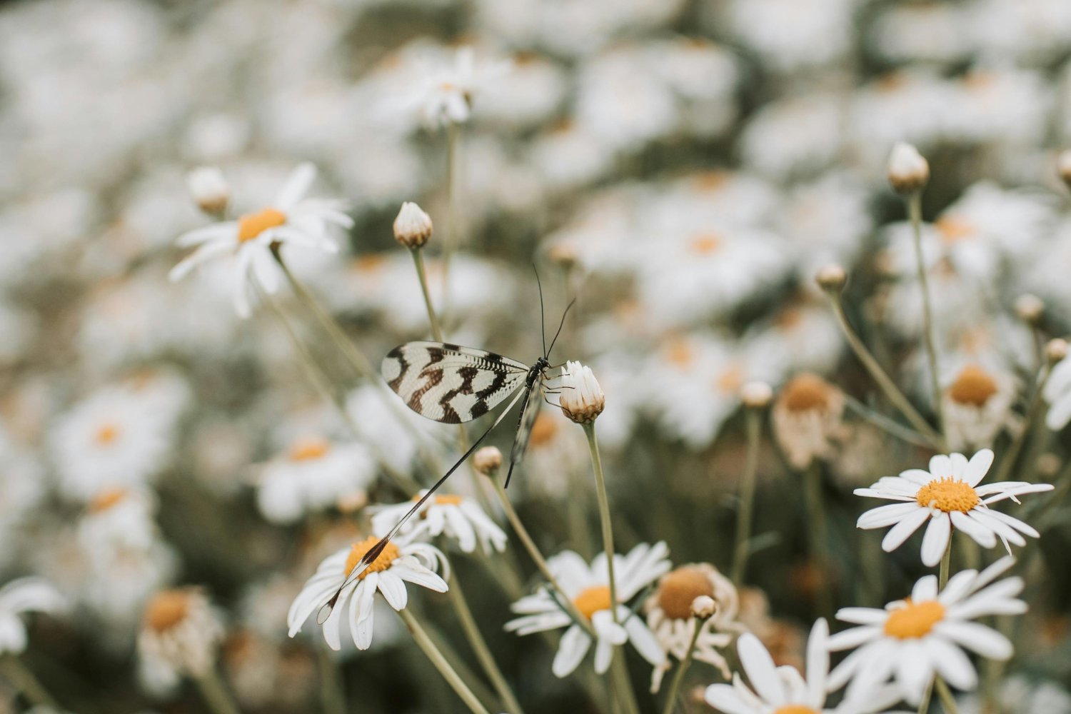 El secreto natural que calma tu cuerpo, relaja tu mente y embellece tu piel