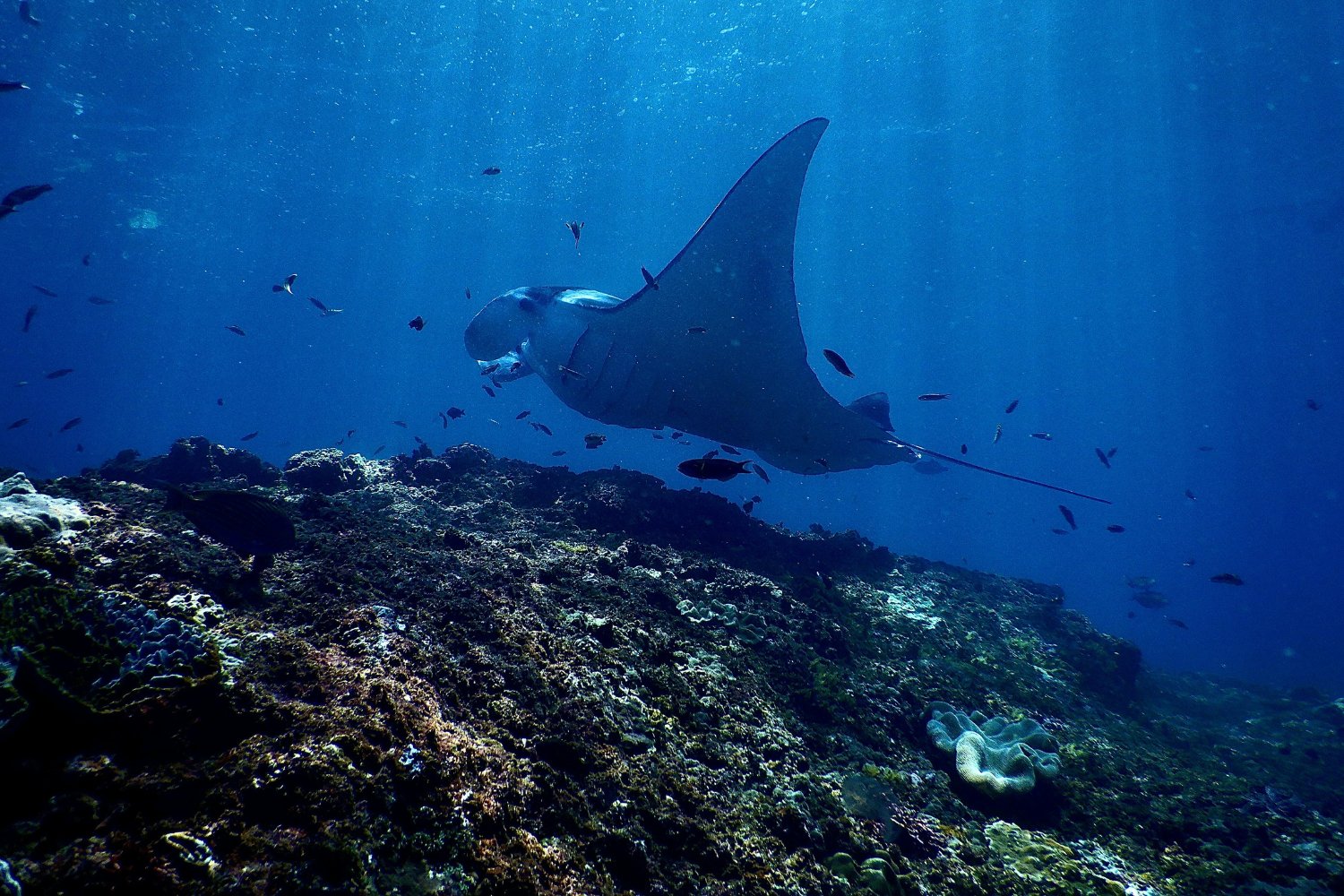 El misterio que emerge del mar: qué hay detrás del inquietante regreso de las mantas gigantes a las playas del Mediterráneo