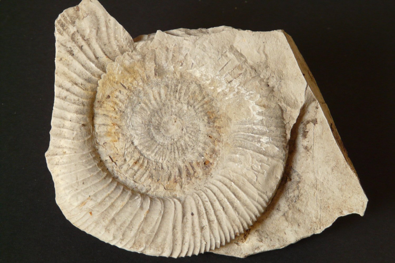 El misterio tras el calor eterno: lo que reveló el colapso de los bosques del pasado