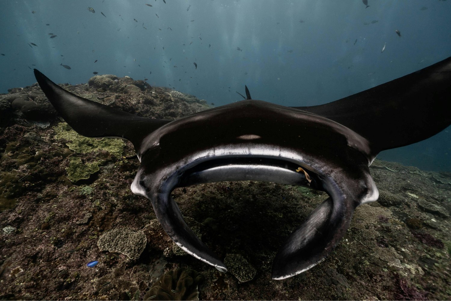 El misterio que emerge del mar: qué hay detrás del inquietante regreso de las mantas gigantes a las playas del Mediterráneo