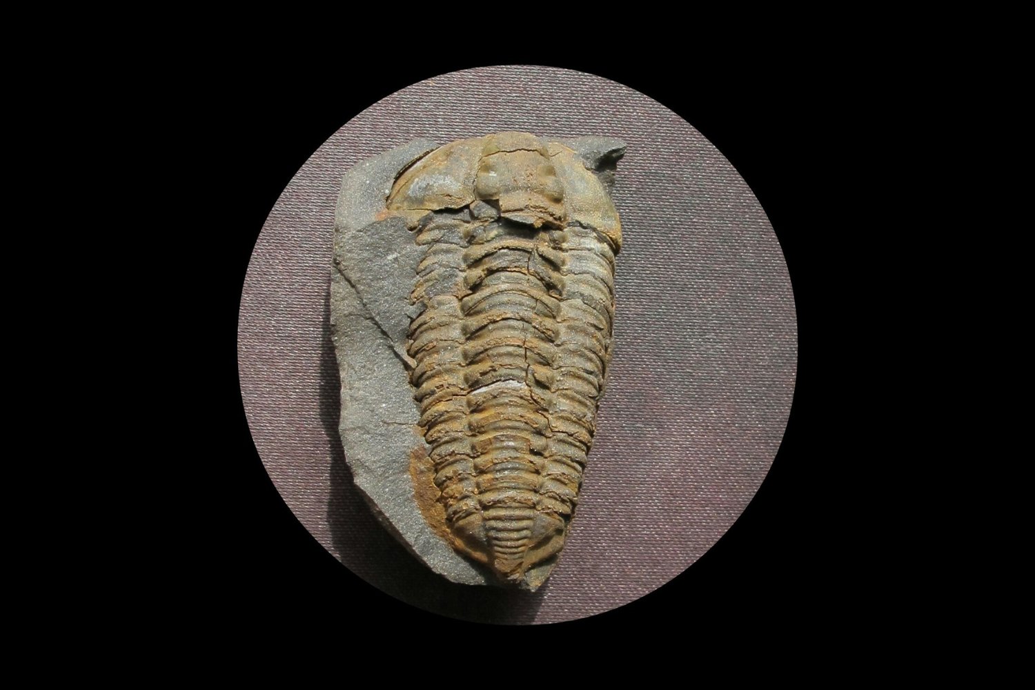 El misterio tras el calor eterno: lo que reveló el colapso de los bosques del pasado