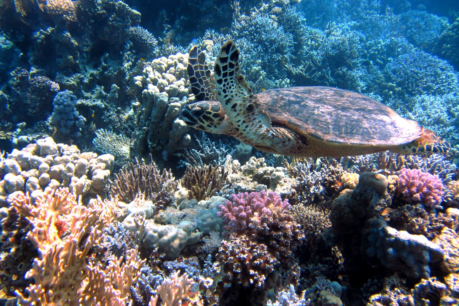 El océano al límite: la amenaza invisible que está cambiando el mar para siempre