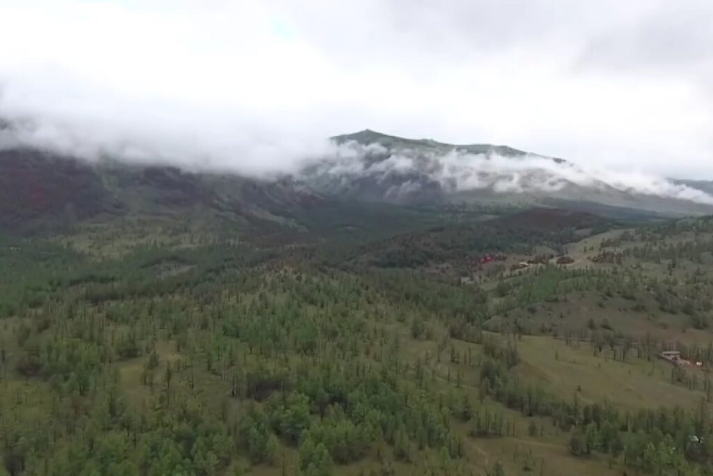 El árbol que se esconde bajo la nieve y "despierta" con la primavera