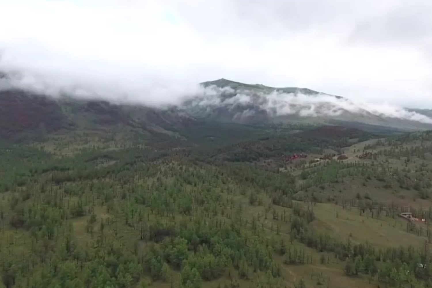 El árbol que se esconde bajo la nieve y "despierta" con la primavera