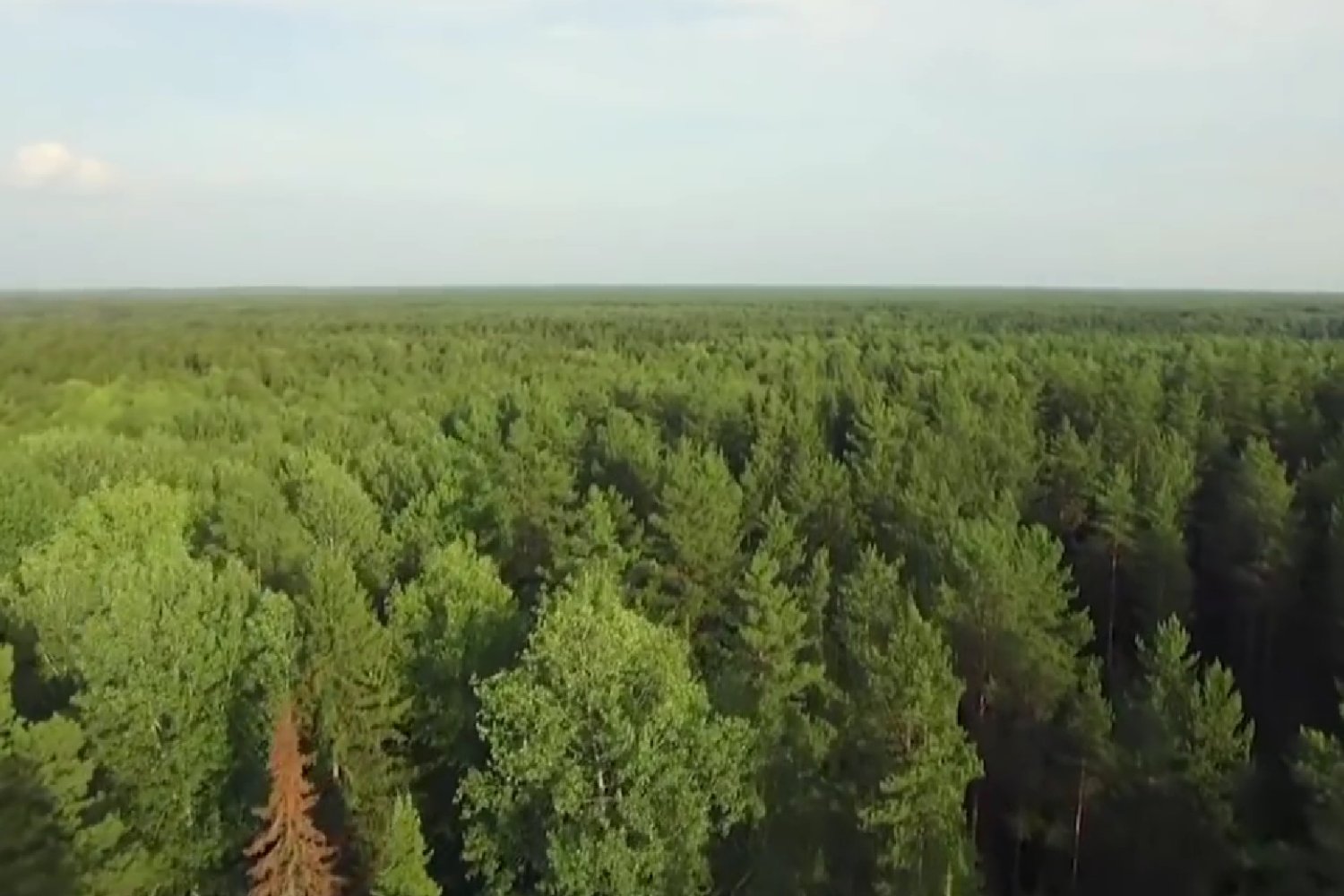 El árbol que se esconde bajo la nieve y "despierta" con la primavera