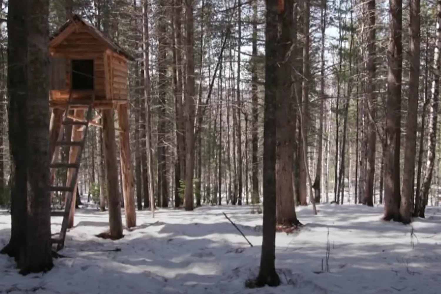 El árbol que se esconde bajo la nieve y "despierta" con la primavera