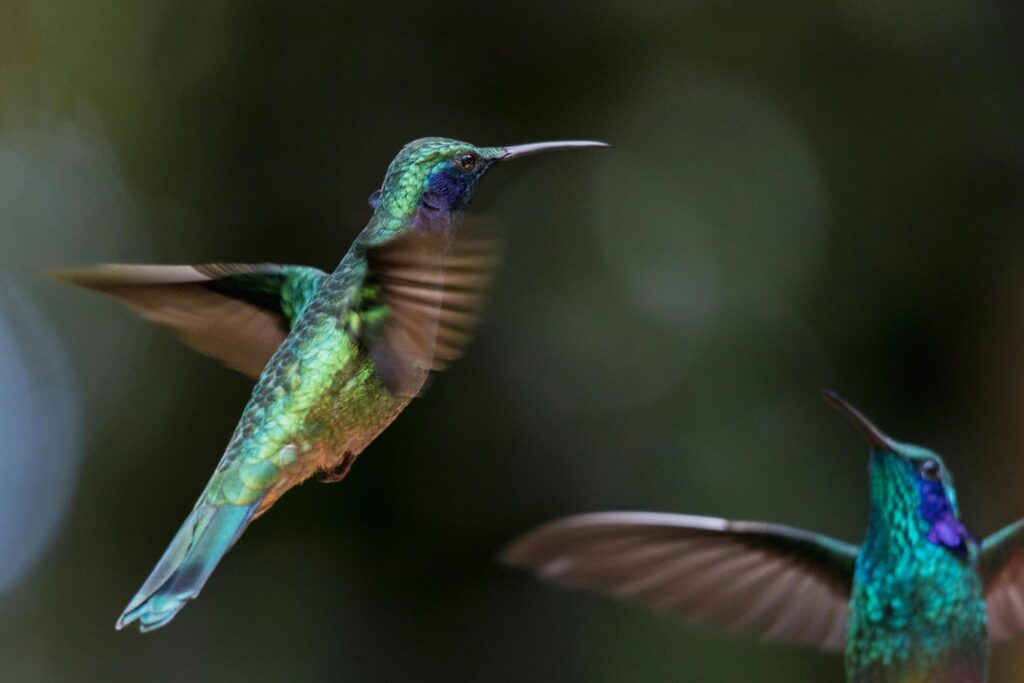 Lo que no te contaron sobre los pájaros: el sesgo oculto que afecta a su estudio (y a su supervivencia)
