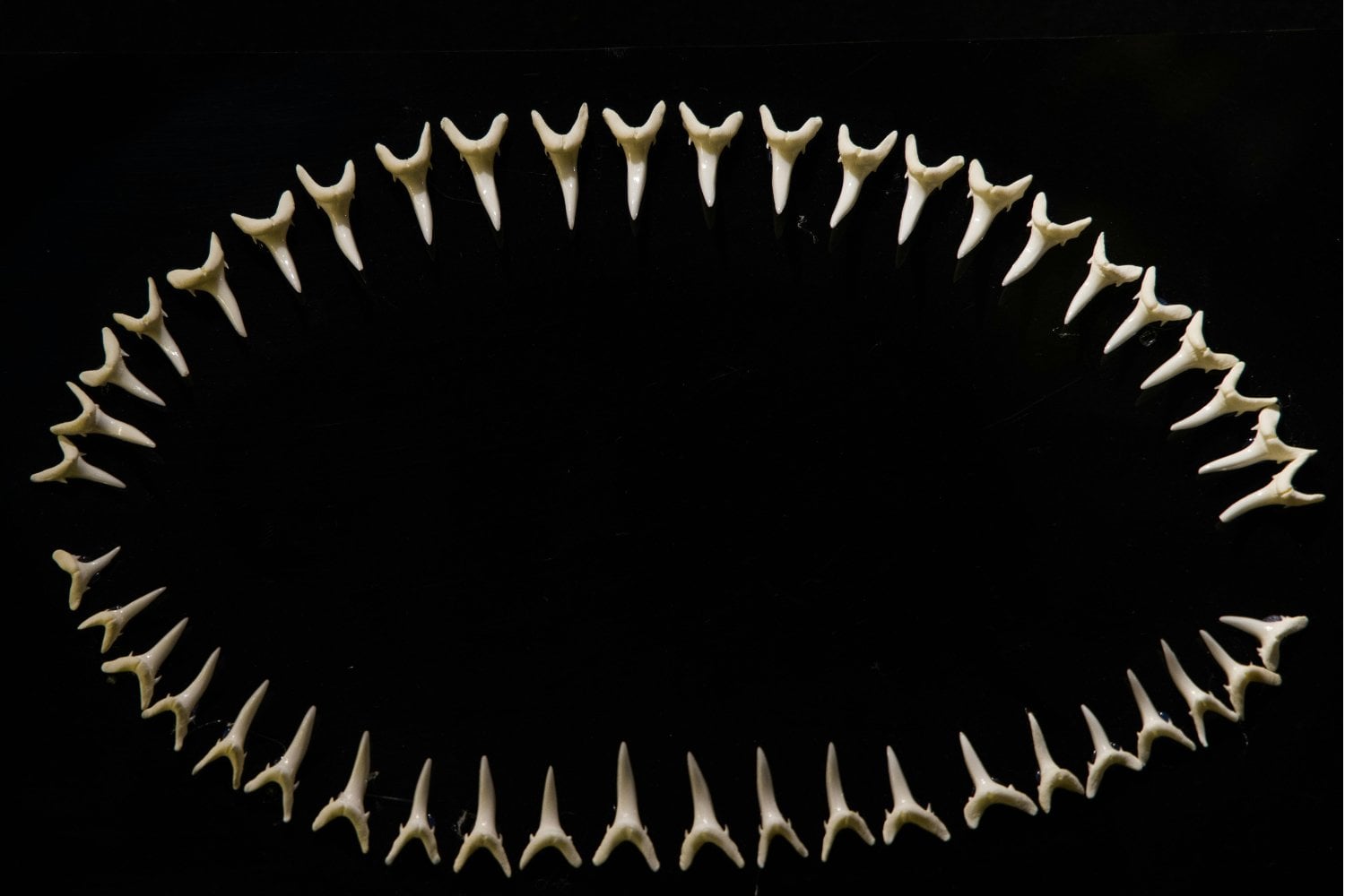El enigma que escondían los dientes fosilizados: lo que descubrieron los científicos podría cambiar lo que sabemos sobre la evolución
