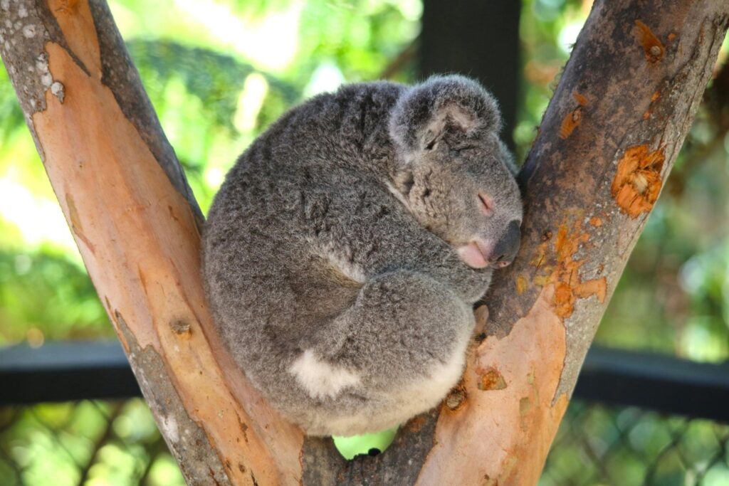 Cuando diez minutos deciden su destino: el viaje más peligroso de los koalas