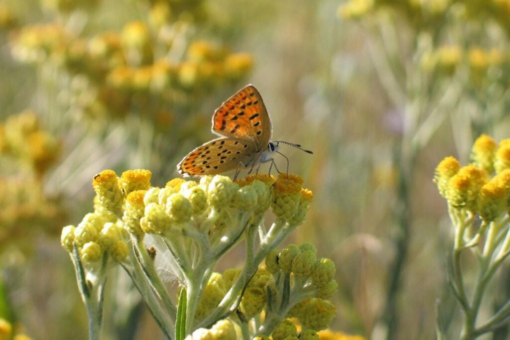 Lo que tus ojos no ven: así perciben el color los animales (y te sorprenderá quién gana)