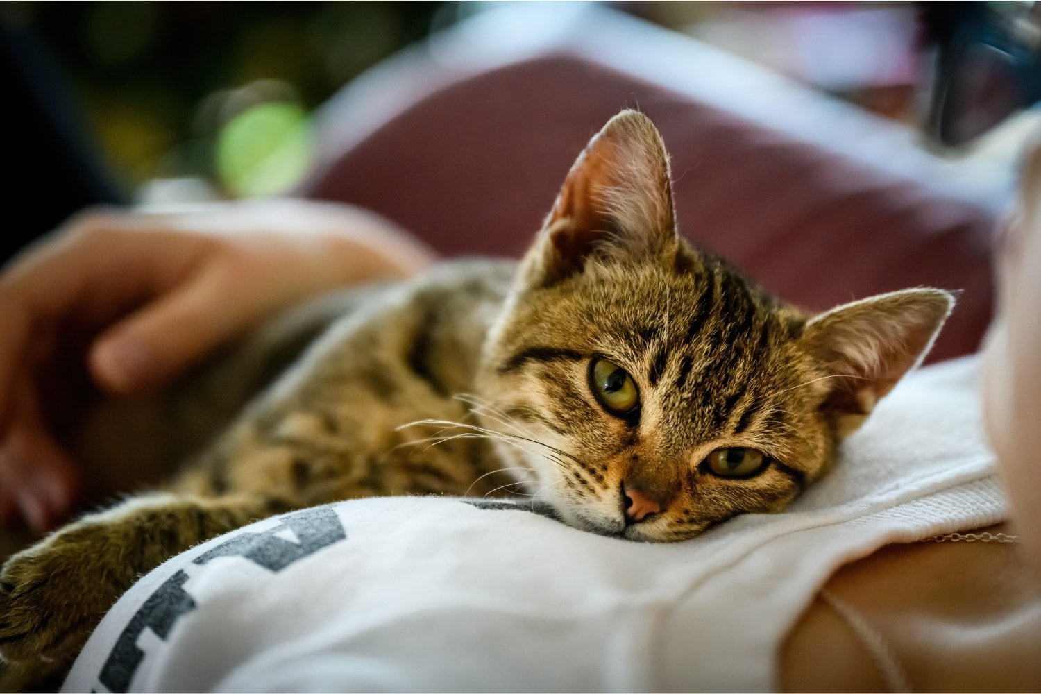 Cómo conseguir que un gato te elija... y no quieras que te suelte jamás