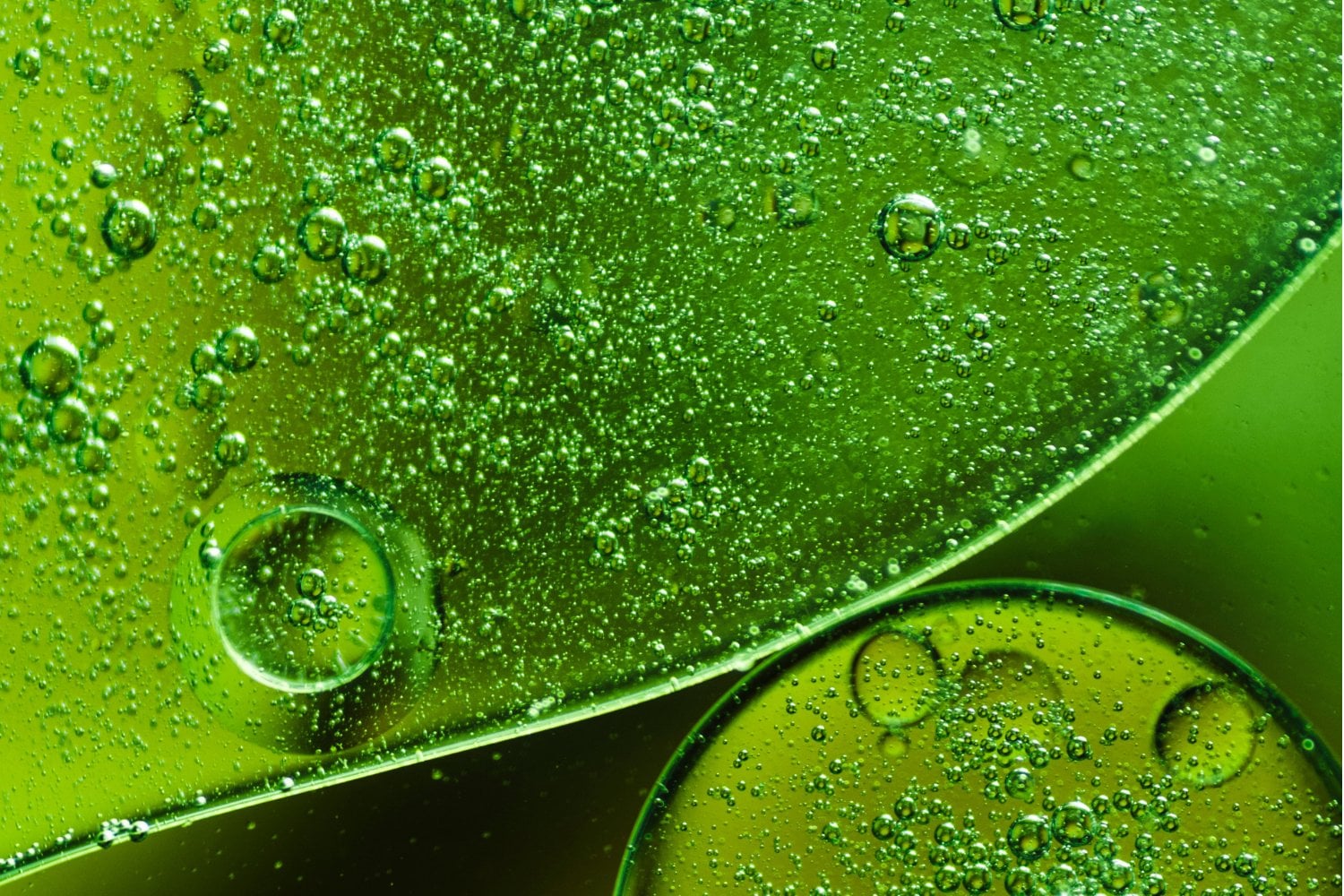 Lo que no te han contado del furor por beber clorofila: ¿milagro verde o moda pasajera?