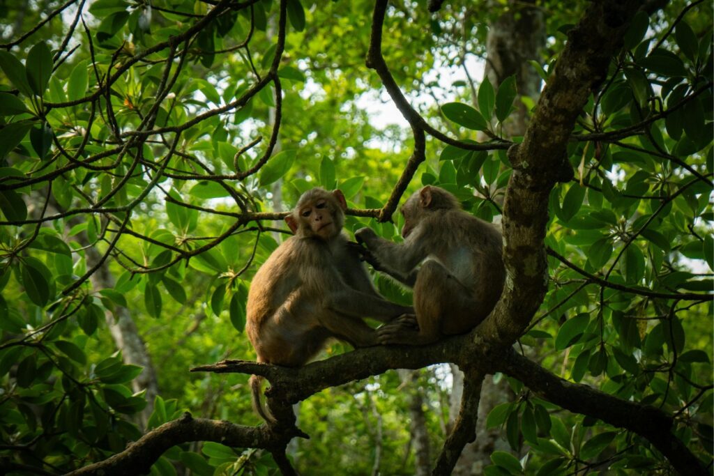 Lo que los animales saben y la ciencia investiga: un nuevo camino hacia fármacos del futuro