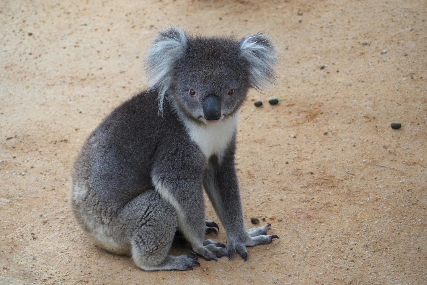 Cuando diez minutos deciden su destino: el viaje más peligroso de los koalas