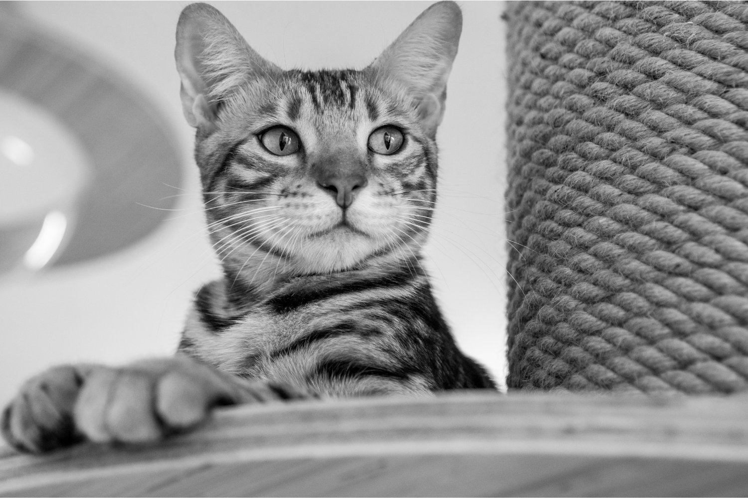 Cómo conseguir que un gato te elija... y no quieras que te suelte jamás