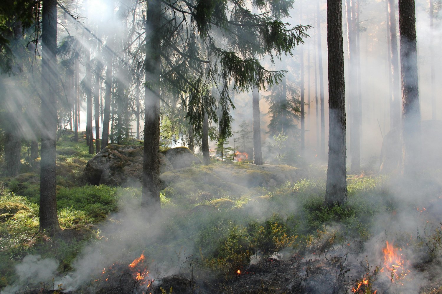 El ingrediente invisible que está avivando los incendios forestales