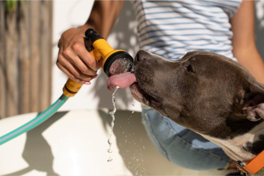Cómo sobreviven los perros al verano: el ingenioso sistema con el que enfrentan el calor extremo