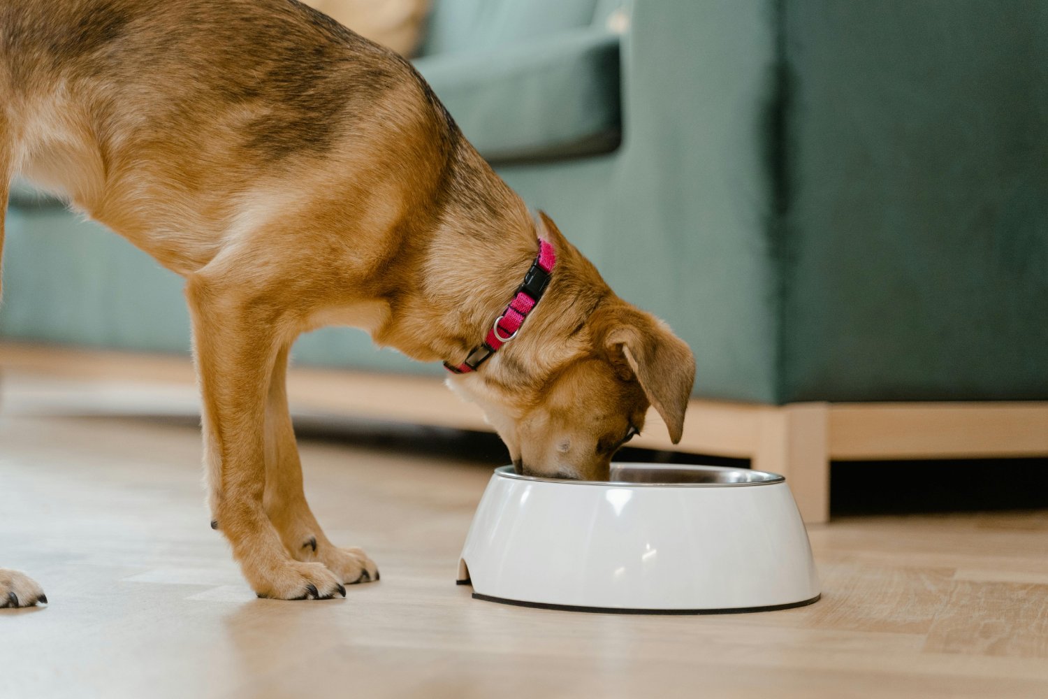 Los alimentos que podrían estar envenenando a tu perro sin que lo sepas