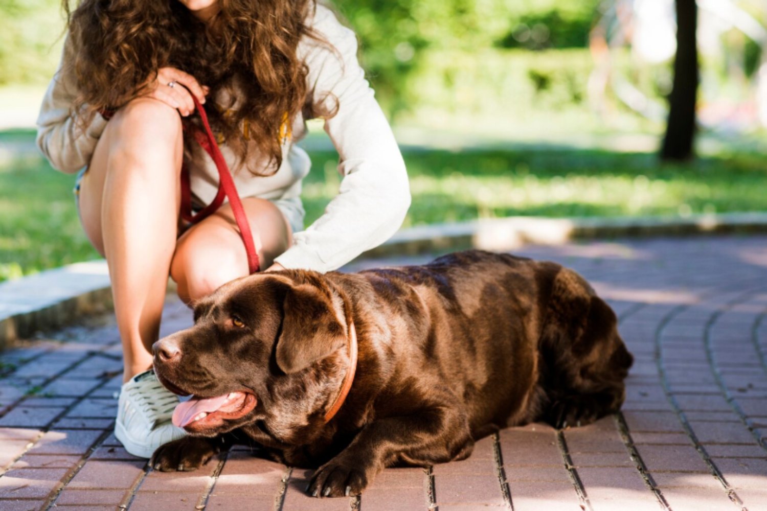 Cómo sobreviven los perros al verano: el ingenioso sistema con el que enfrentan el calor extremo