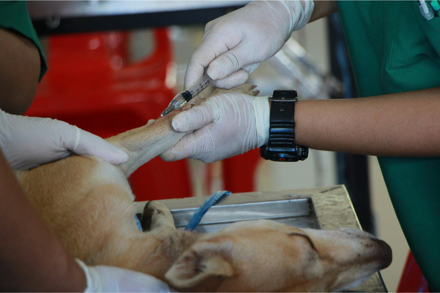Los alimentos que podrían estar envenenando a tu perro sin que lo sepas