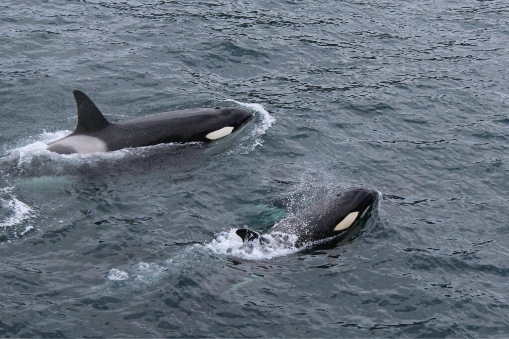 ¿Qué quieren decirnos las orcas? El enigmático gesto que desconcierta a los científicos