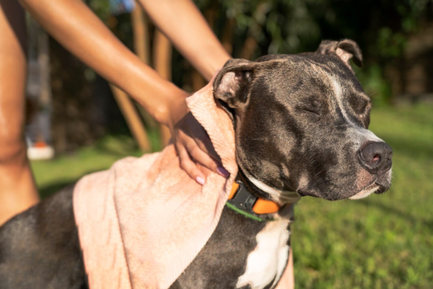 Cómo sobreviven los perros al verano: el ingenioso sistema con el que enfrentan el calor extremo
