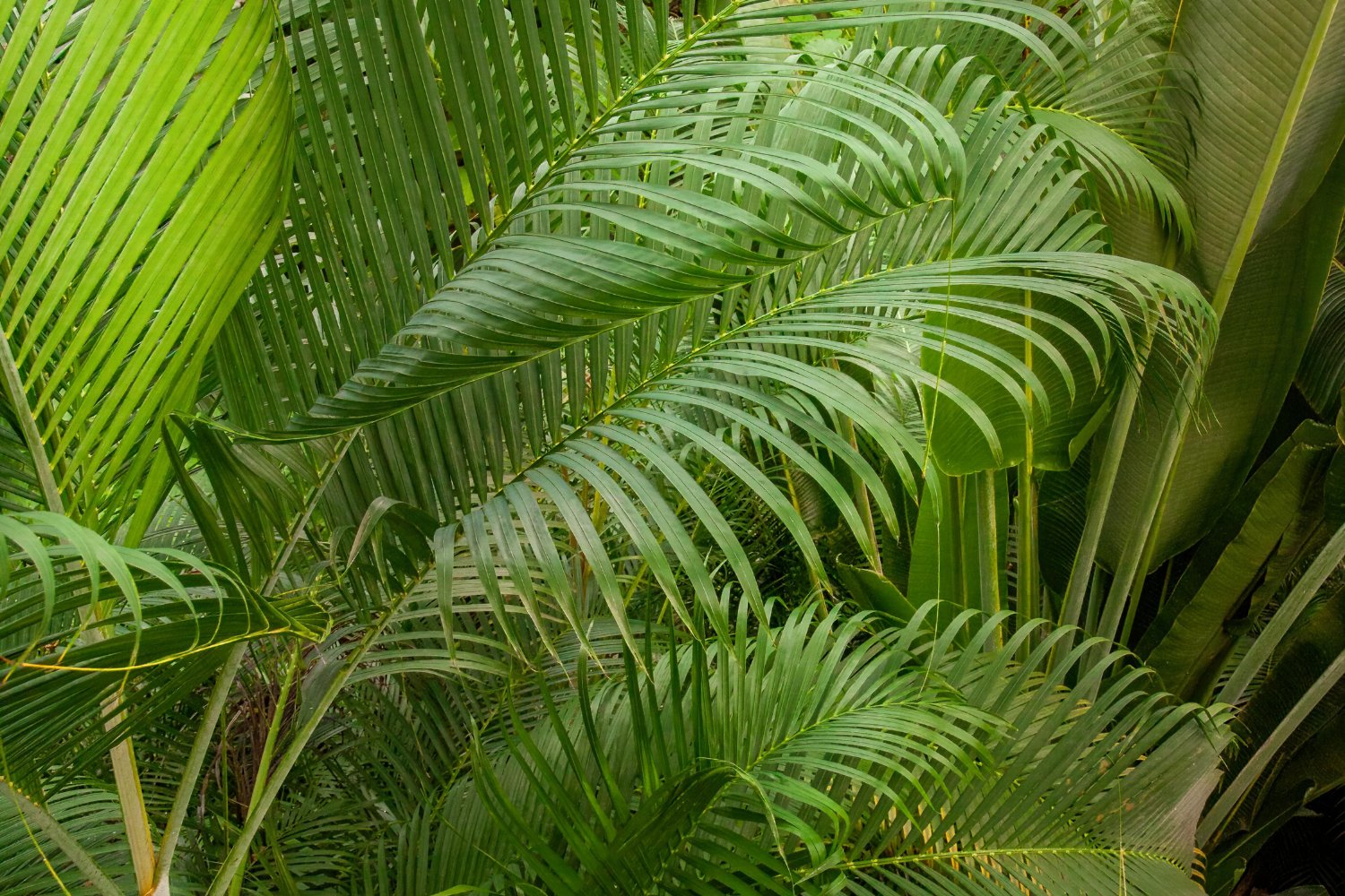 Estas plantas transforman tu piso sin esfuerzo (y casi sin cuidados)