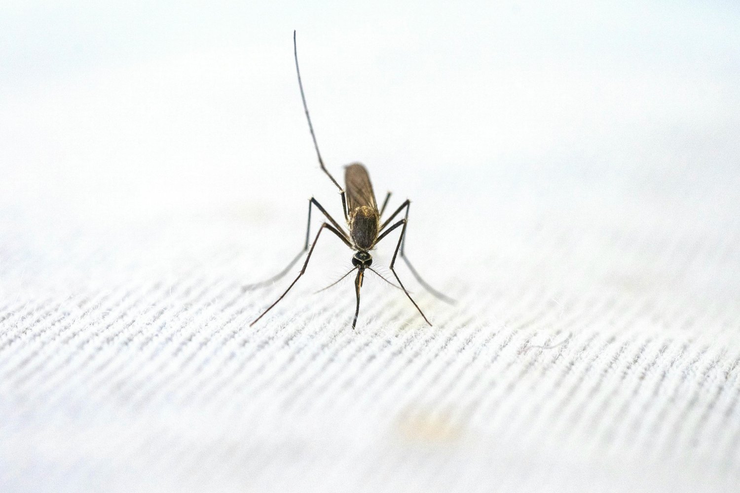 La planta que invade tu terraza con aroma… y mantiene a raya a los insectos más peligrosos