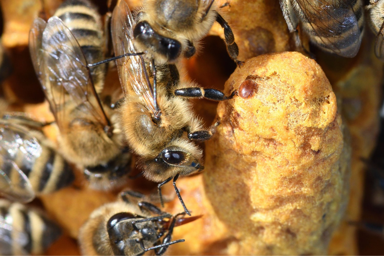 El enemigo oculto que está aniquilando a las abejas en silencio