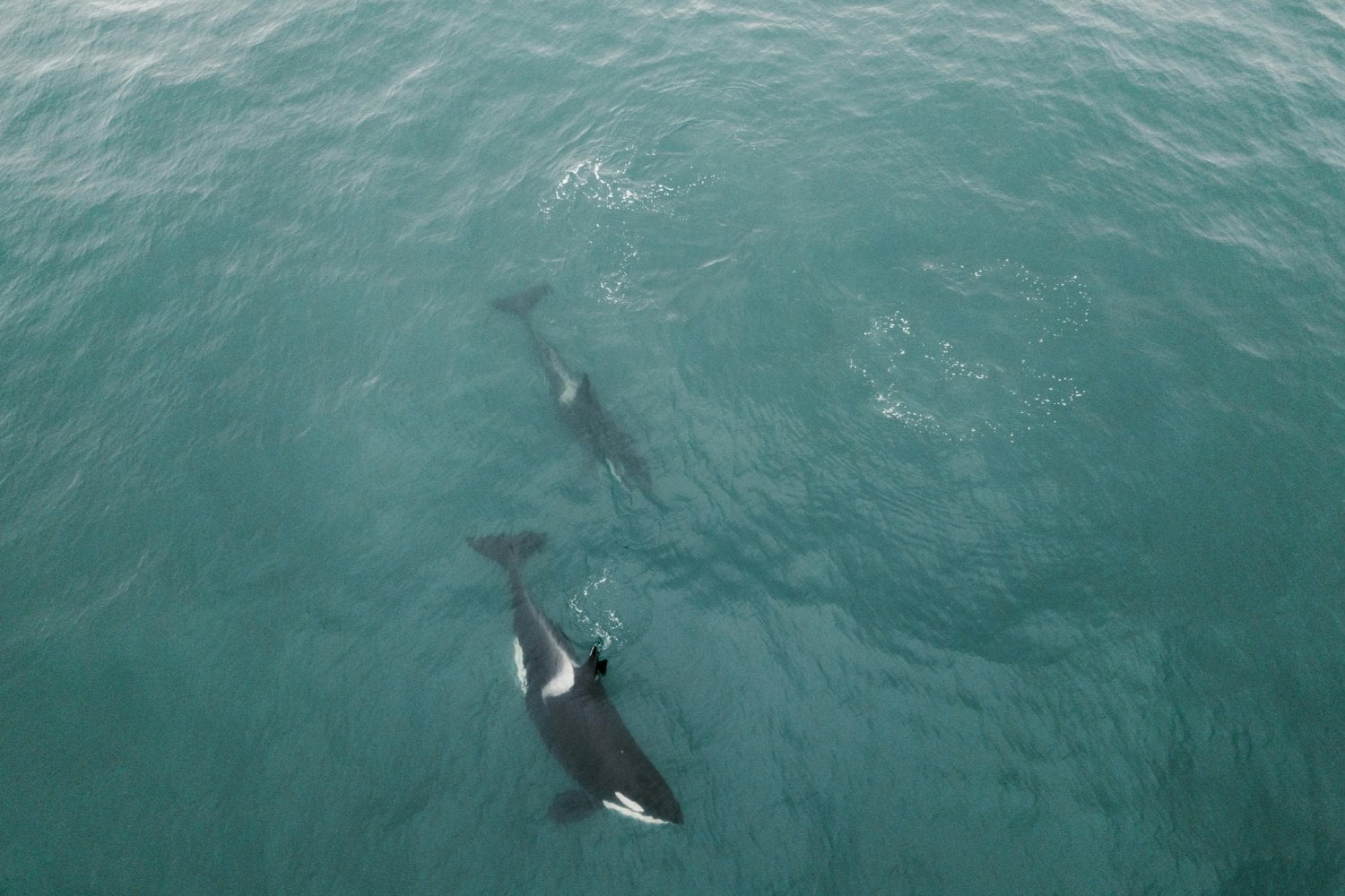 ¿Qué quieren decirnos las orcas? El enigmático gesto que desconcierta a los científicos