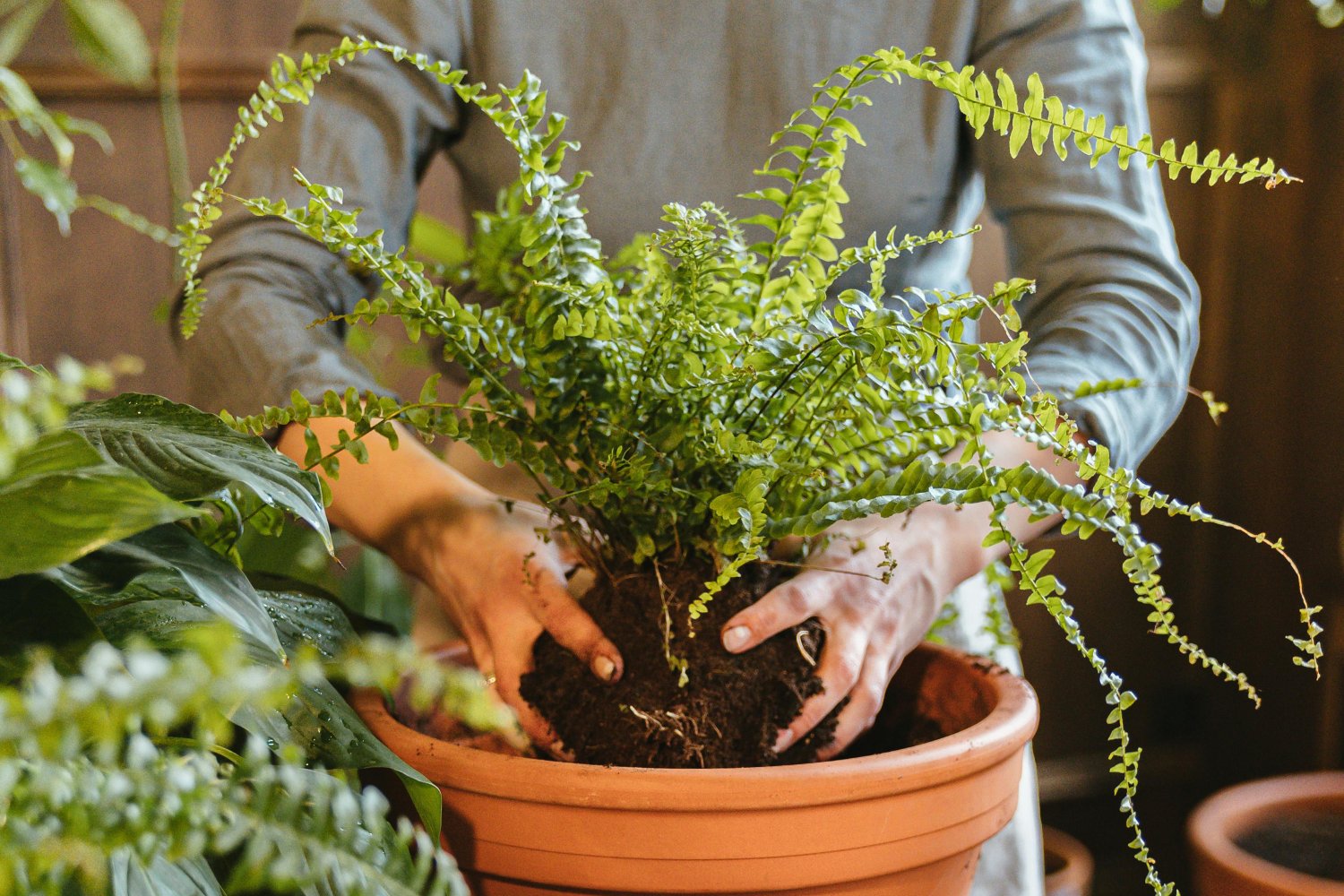 Estas plantas transforman tu piso sin esfuerzo (y casi sin cuidados)