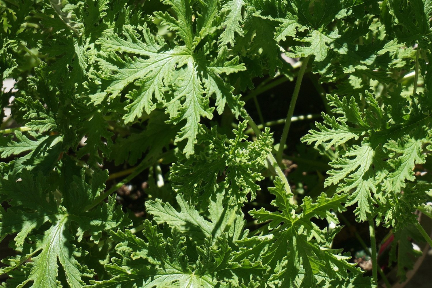 La planta que invade tu terraza con aroma… y mantiene a raya a los insectos más peligrosos