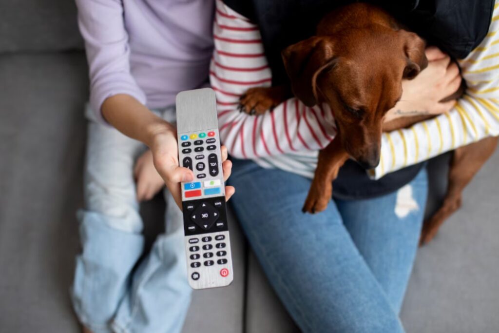 ¿La tele también es para perros? Lo que la ciencia acaba de descubrir sobre su efecto real en nuestras mascotas