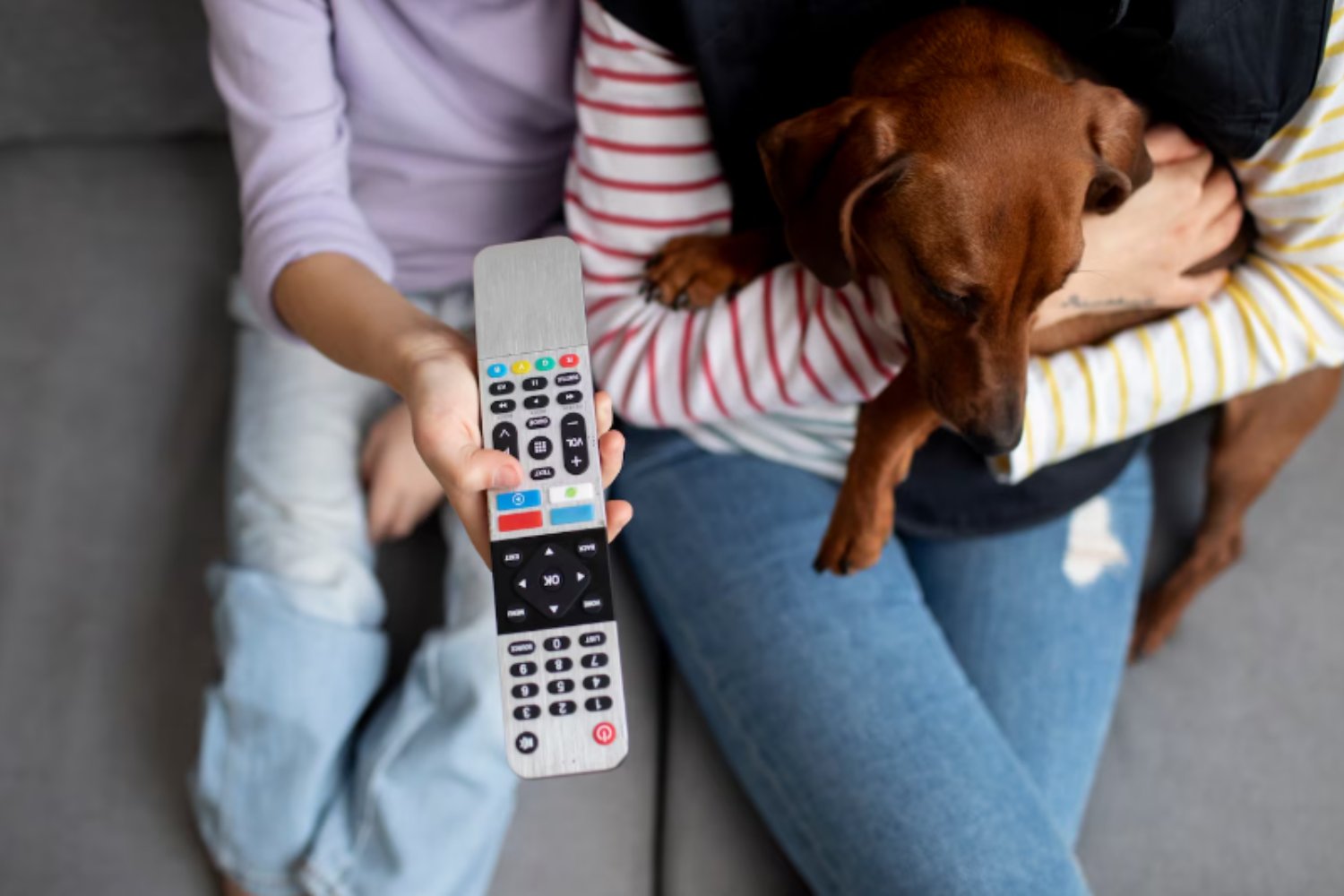 ¿La tele también es para perros? Lo que la ciencia acaba de descubrir sobre su efecto real en nuestras mascotas