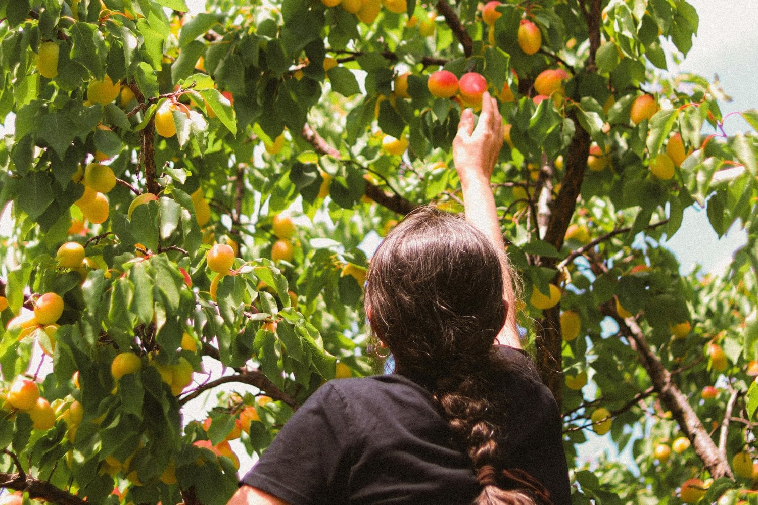 ¿Realmente cenar fruta es tan buena idea como parece? Este hábito veraniego esconde más de lo que imaginas