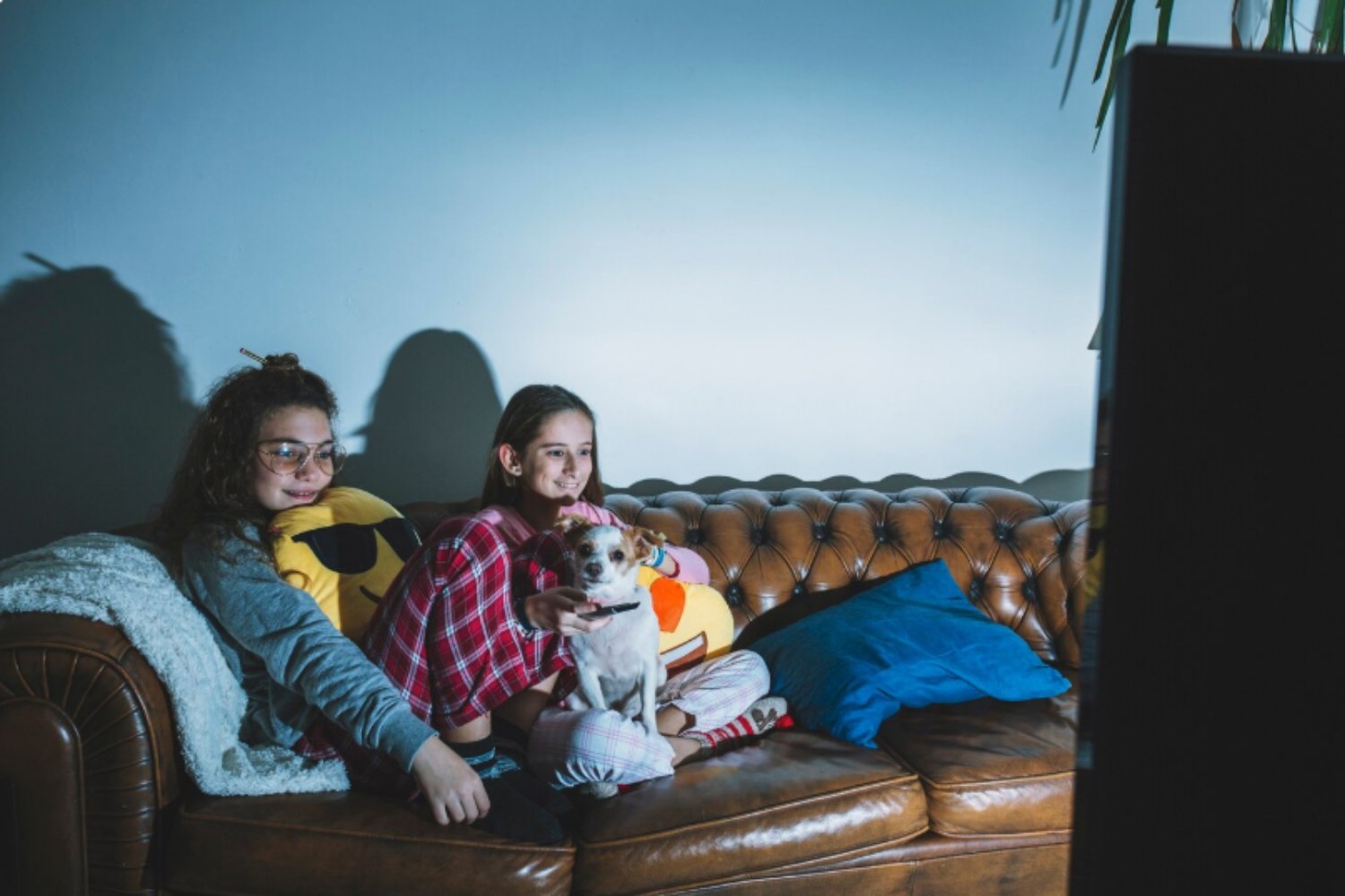 ¿La tele también es para perros? Lo que la ciencia acaba de descubrir sobre su efecto real en nuestras mascotas