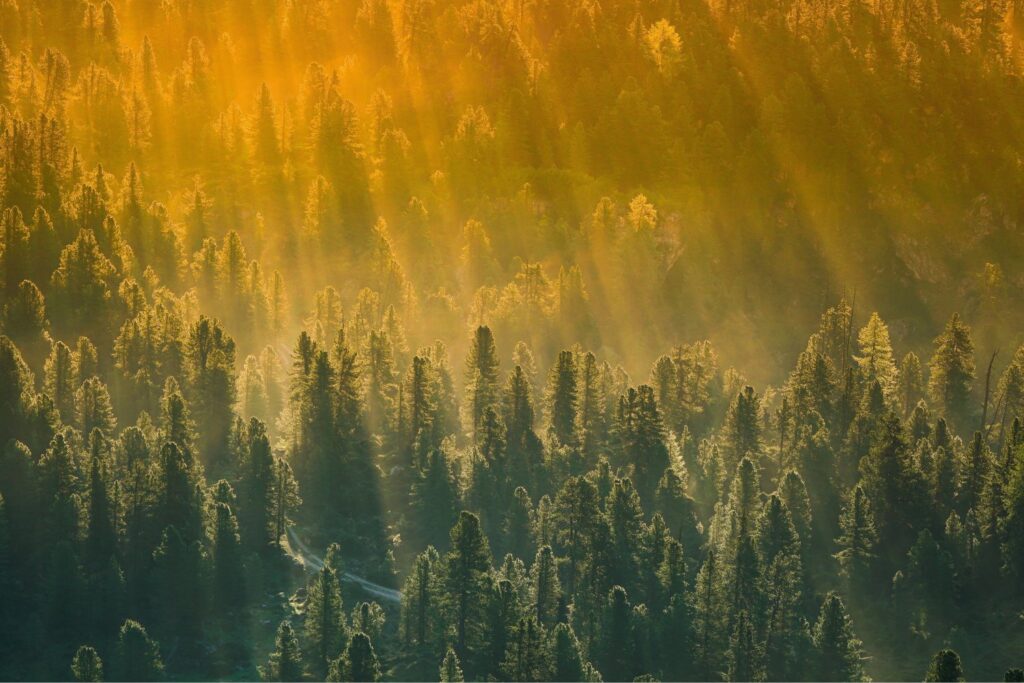 Los bosques están perdiendo la carrera contra el clima: lo que la ciencia acaba de descubrir podría cambiarlo todo