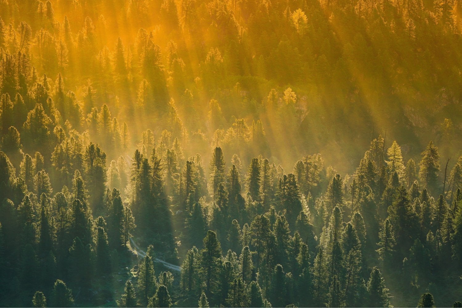 Los bosques están perdiendo la carrera contra el clima: lo que la ciencia acaba de descubrir podría cambiarlo todo